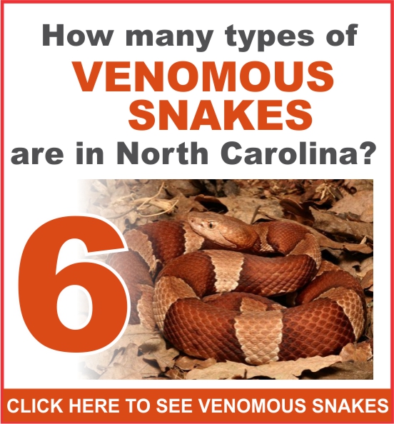 NC Venomous Snakes